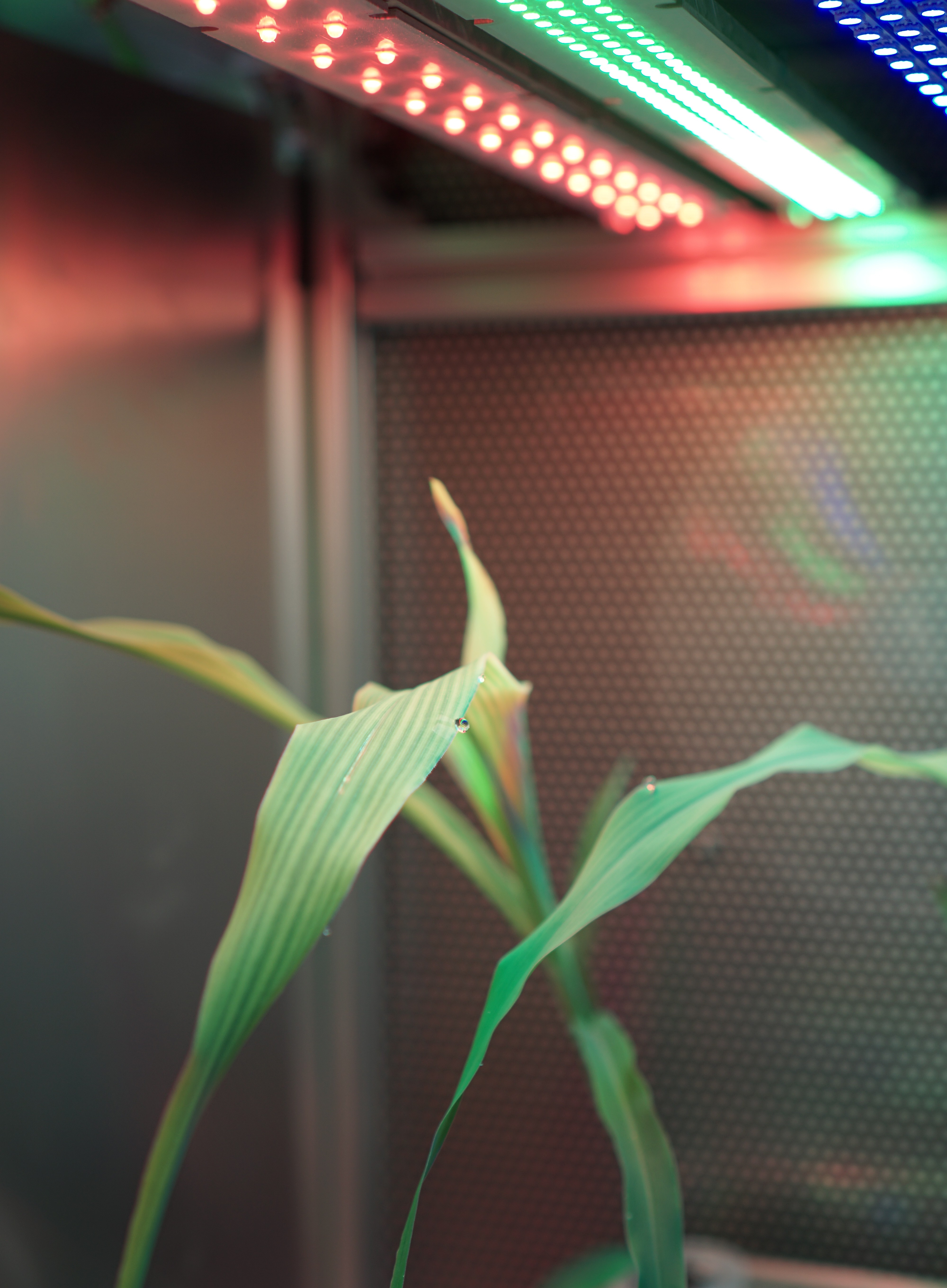 Plant under multi-spectral LED lighting in a growth chamber