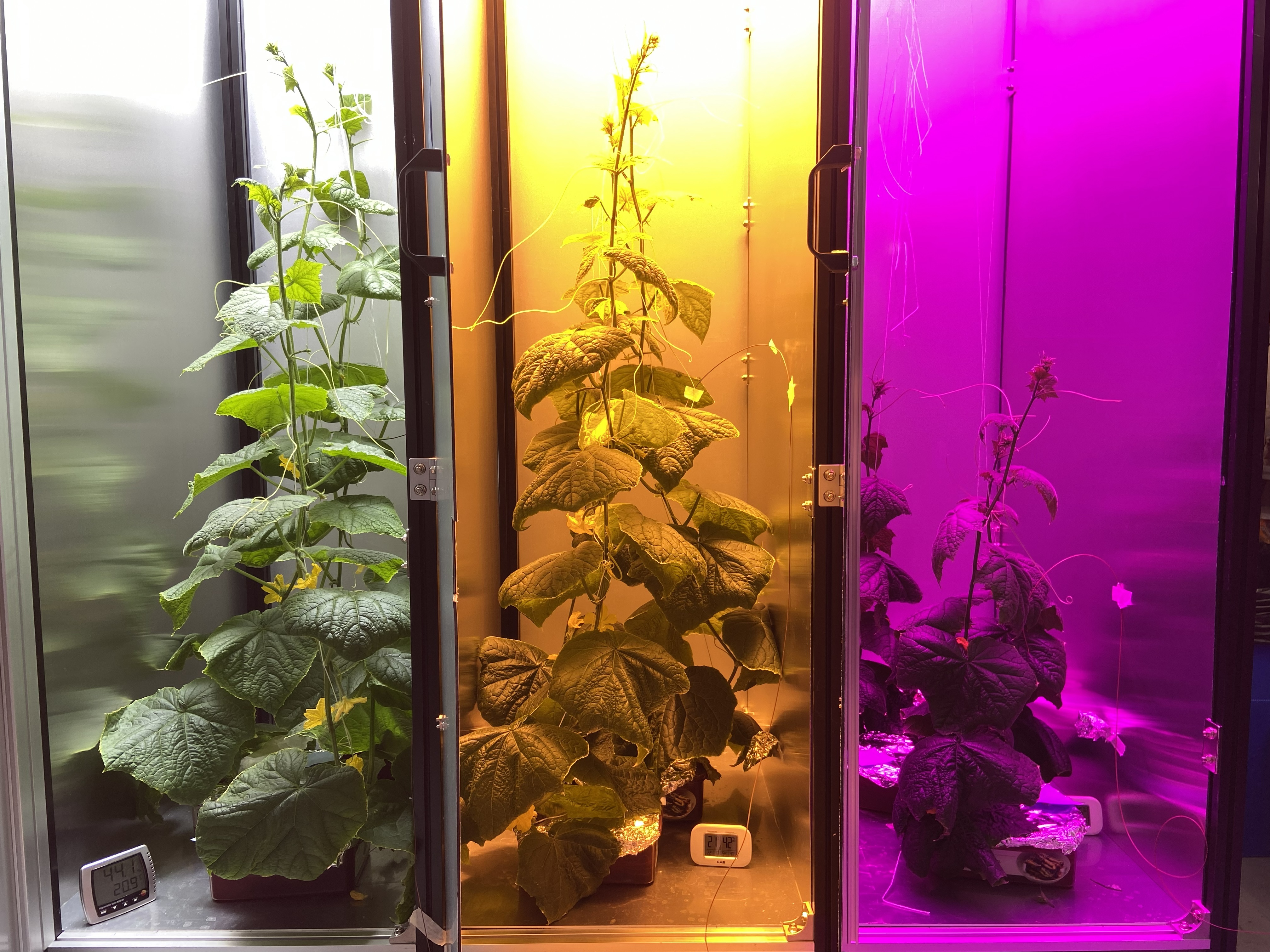 Three growth chambers with different LED spectra (white, yellow, magenta) growing cucumber plants