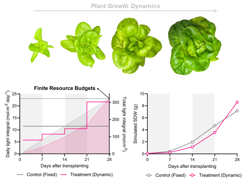 Plant Growth Dynamics - Finite Resource Budgets
