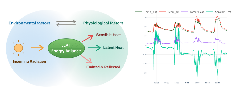 Leaf energy balance diagram alongside a time series of leaf and air temperature with sensible and latent heat fluxes