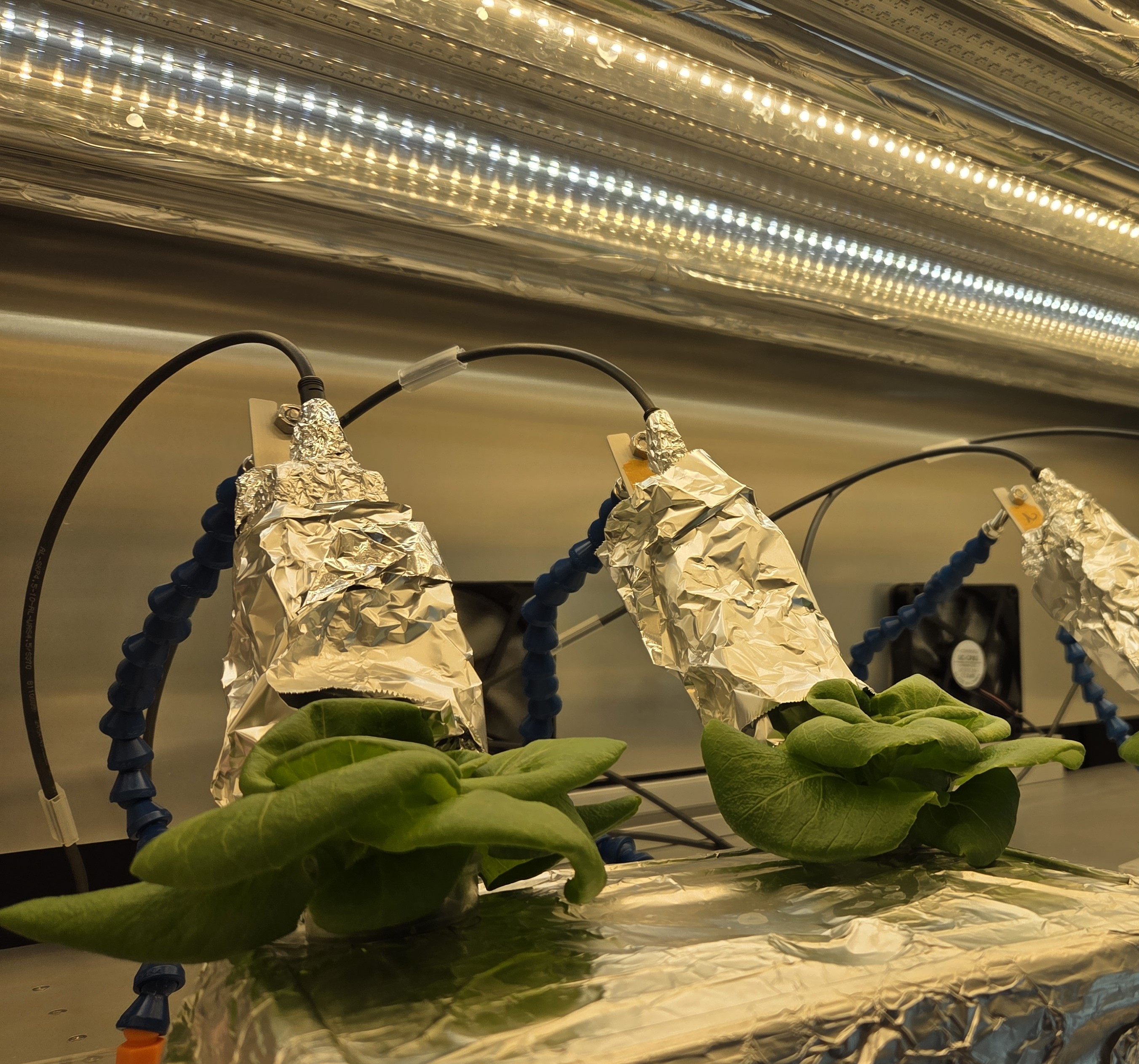Photosynthesis measurement setup