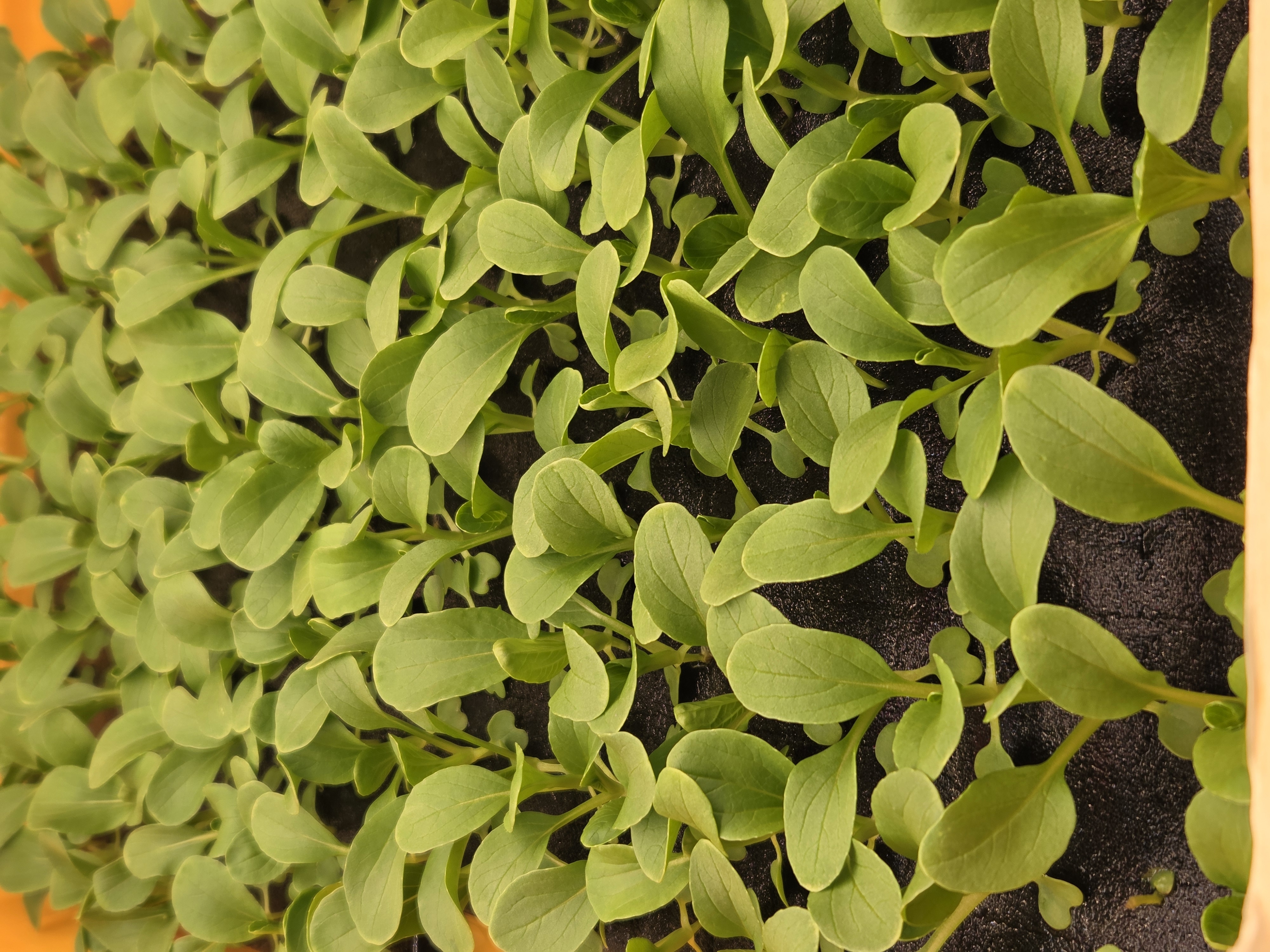 Densely packed seedlings in a nursery tray
