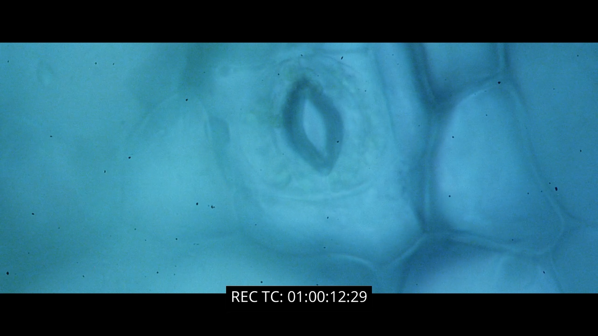 Leaf stomata microscope view