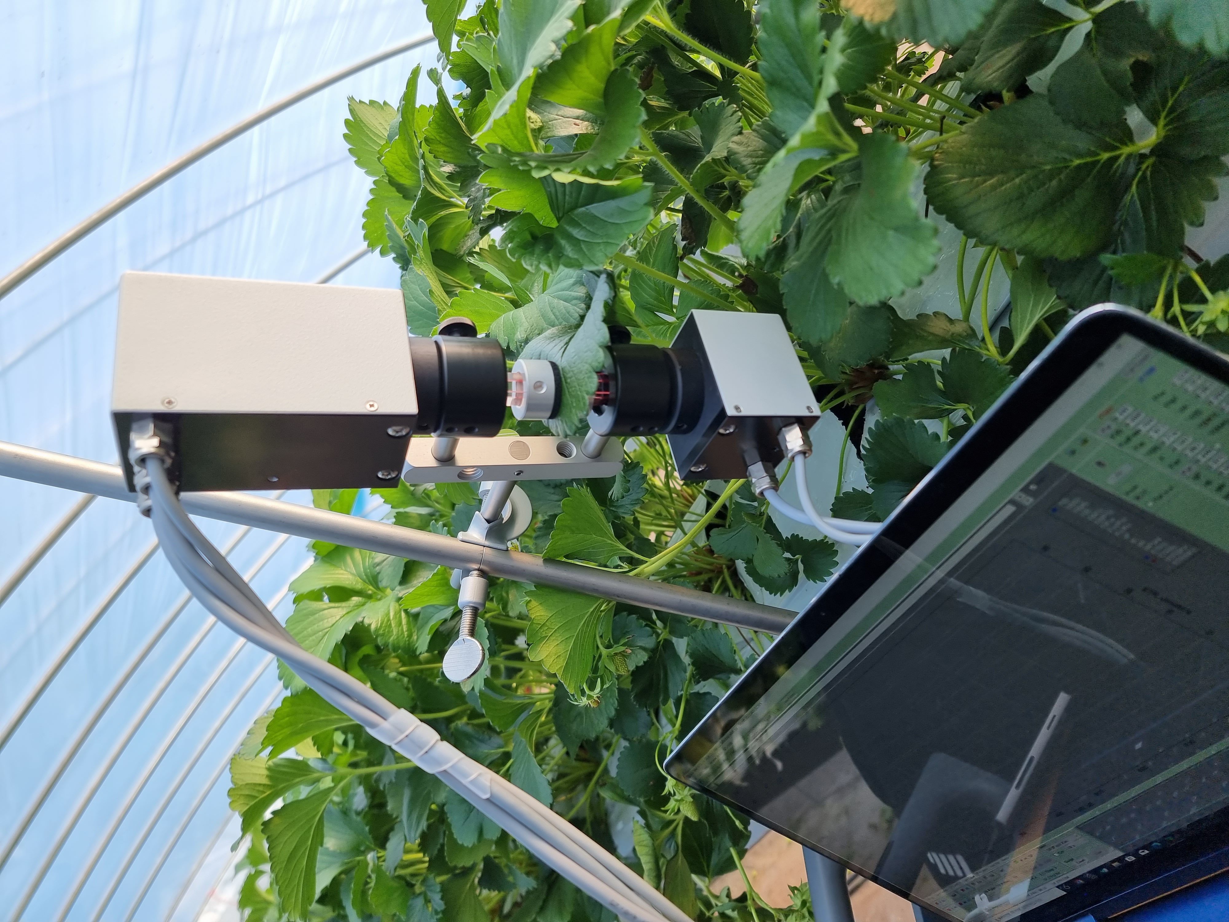 In-field strawberry sensing with cameras and a tablet showing live data